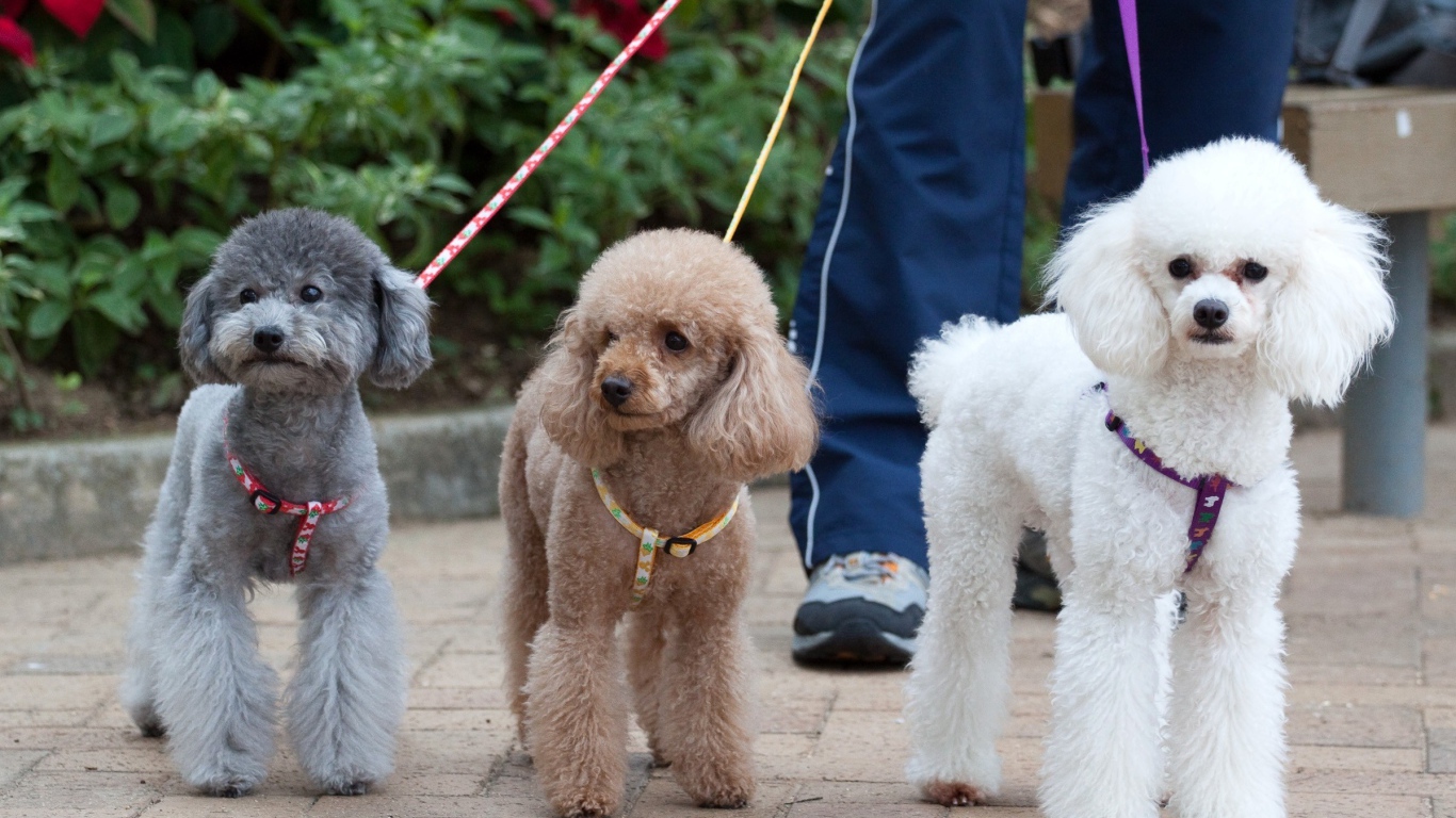 Три пуделя на прогулке