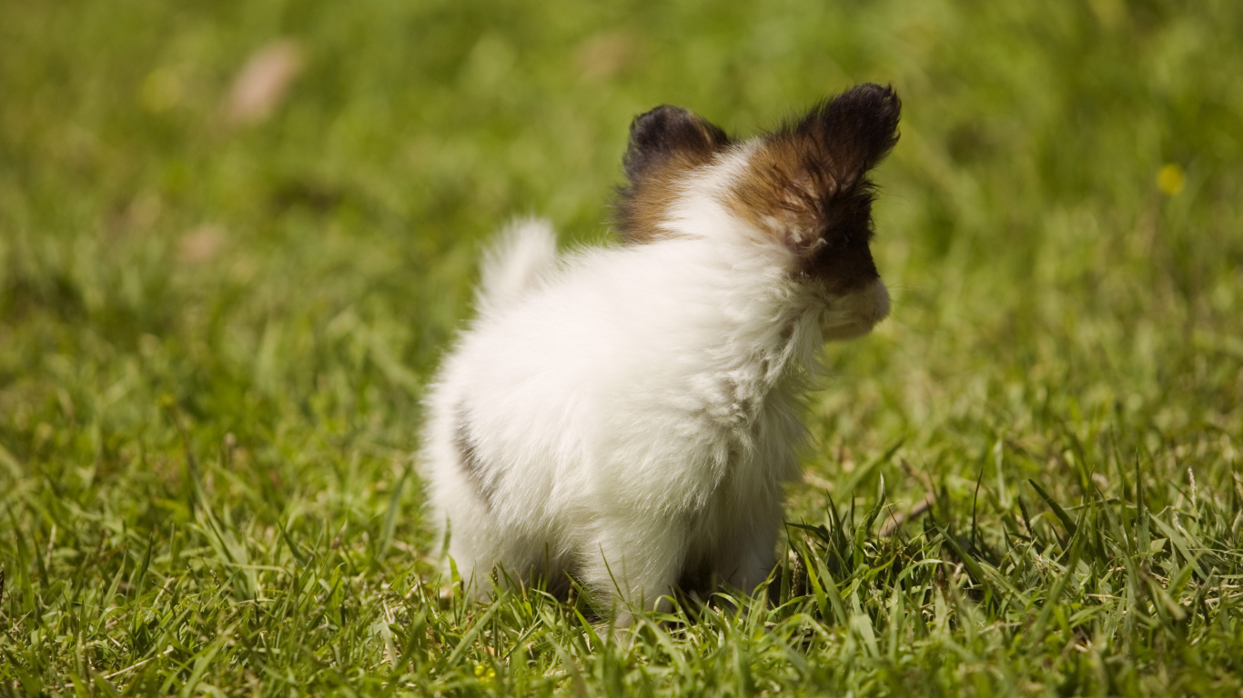 Крошечный японский хин