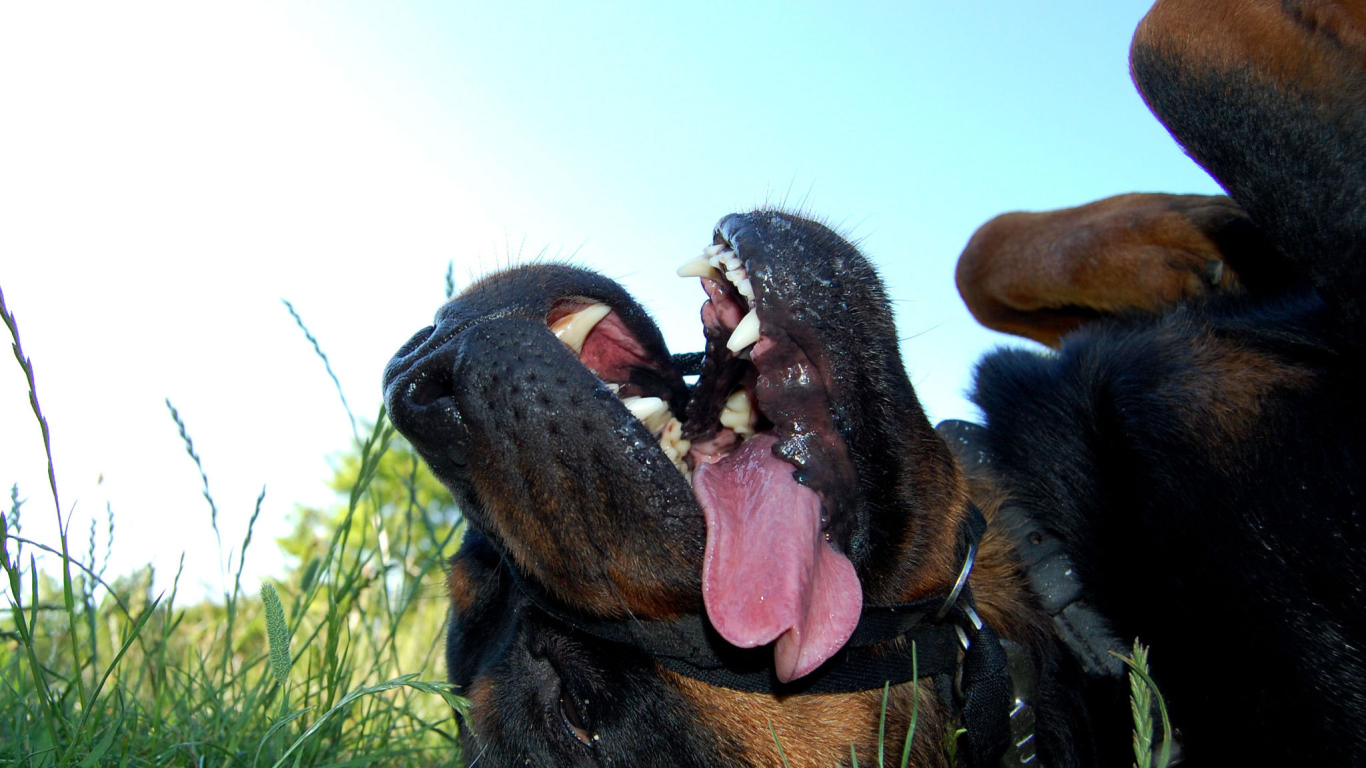 Уставший ротвейлер лежит на траве
