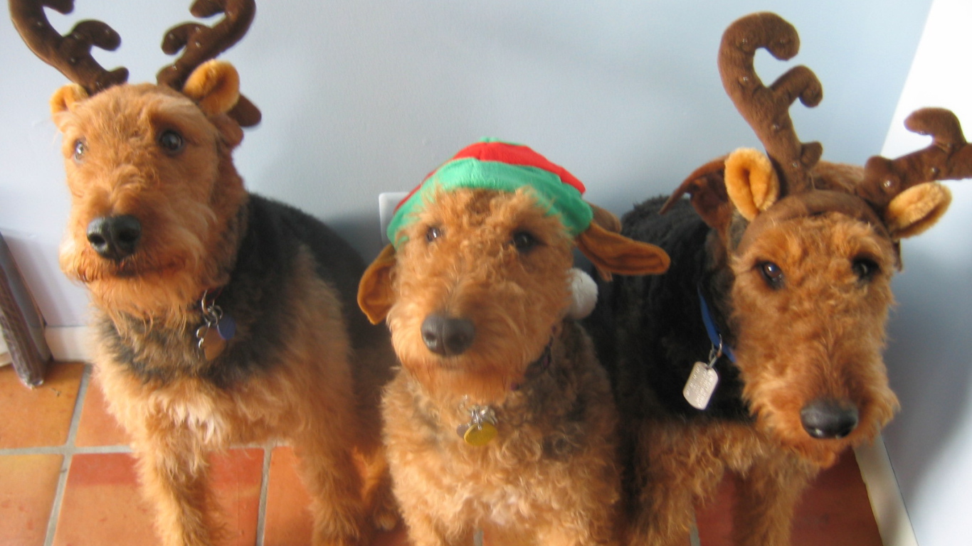 Тройка рождественских эрдельтерьеров