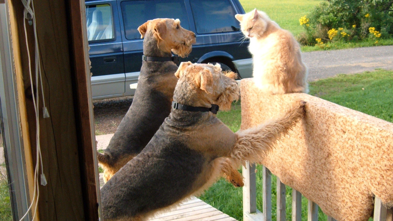 Два эрдельтерьера пристают к коту