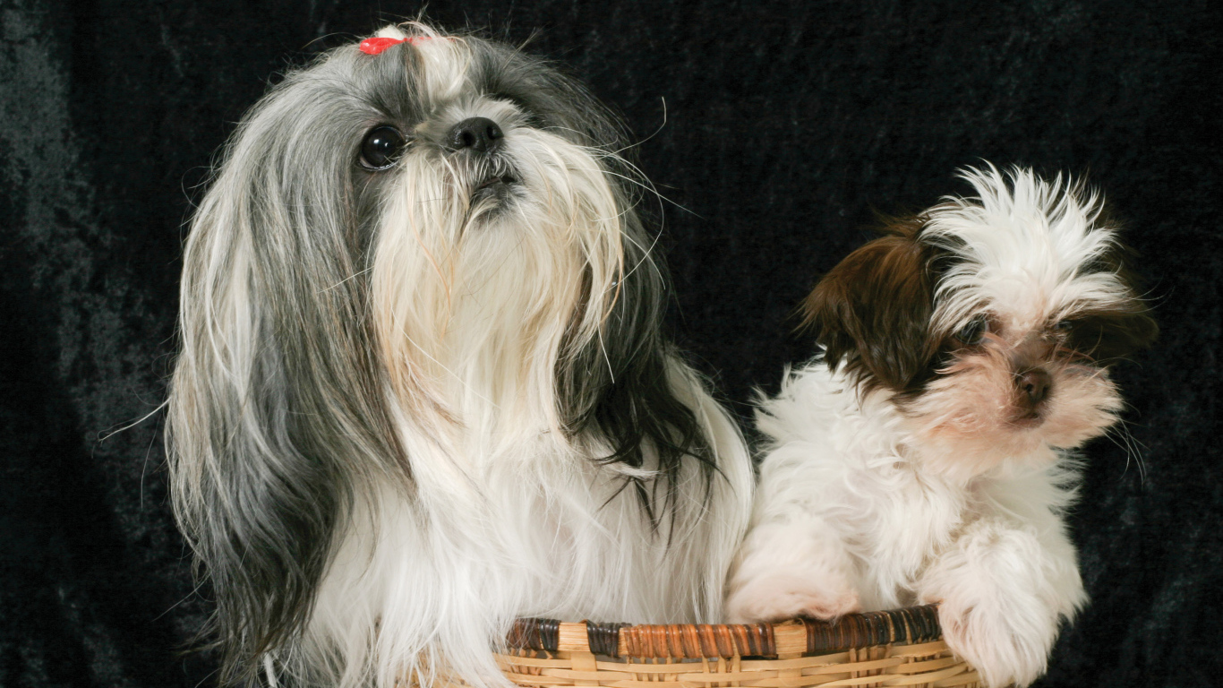 Два шитцу в корзине