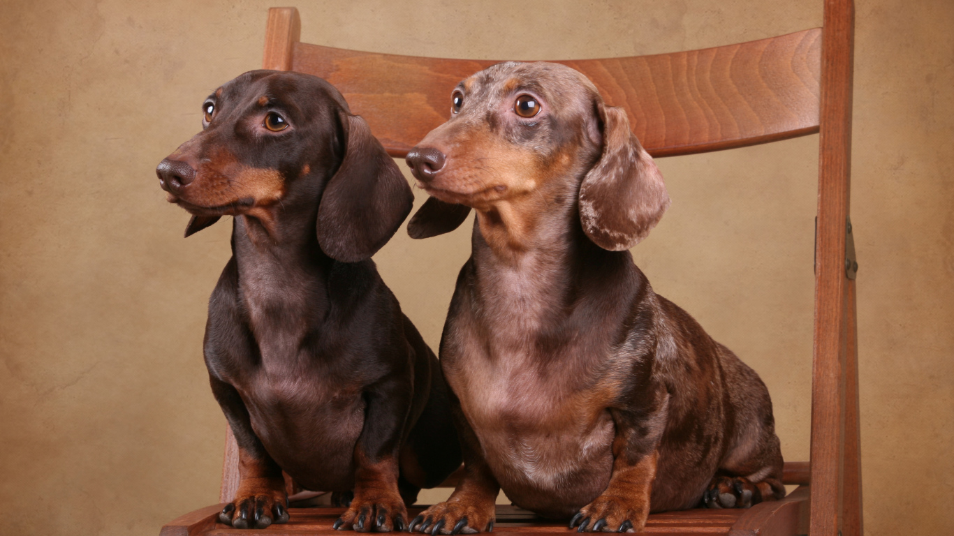 Две таксы на стуле