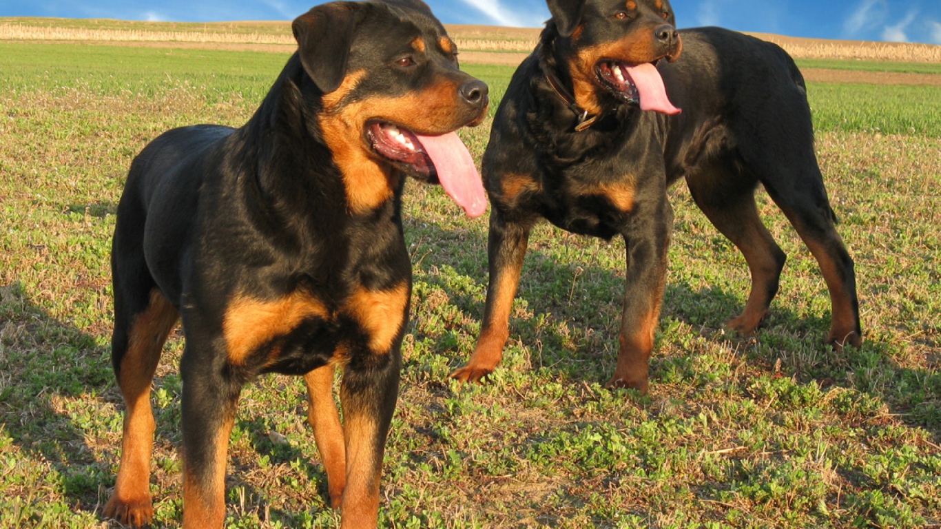 Два больших ротвейлера