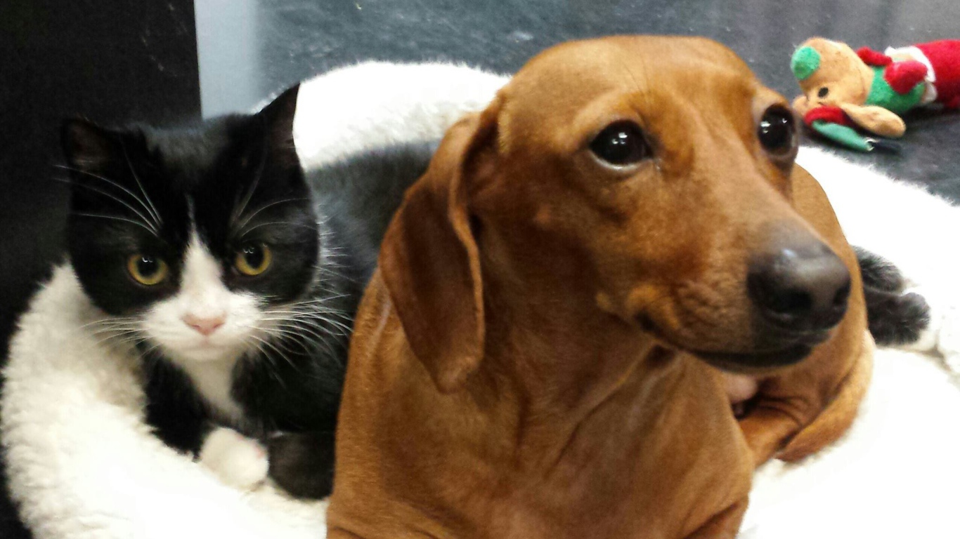 Два друга такса и кот