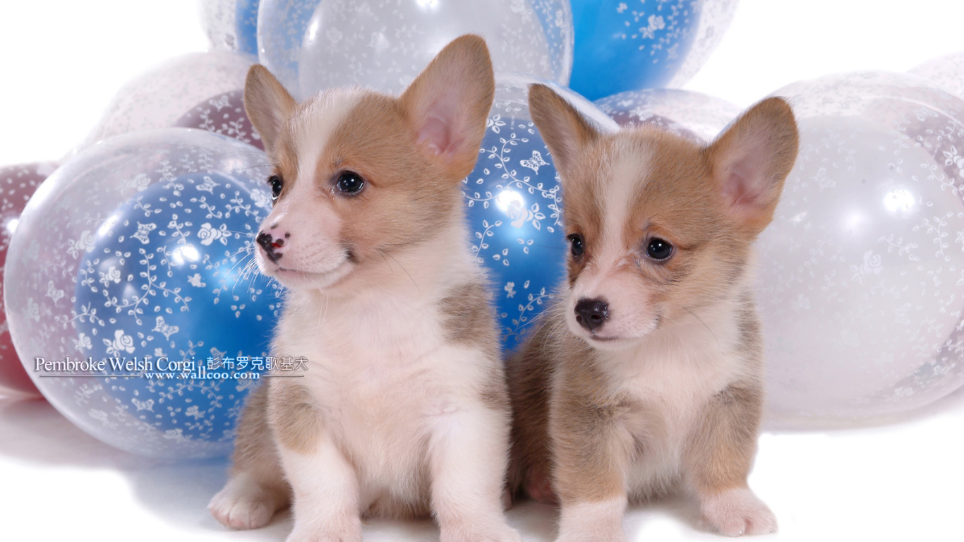 Два щенка вельш-корги на фоне шаров