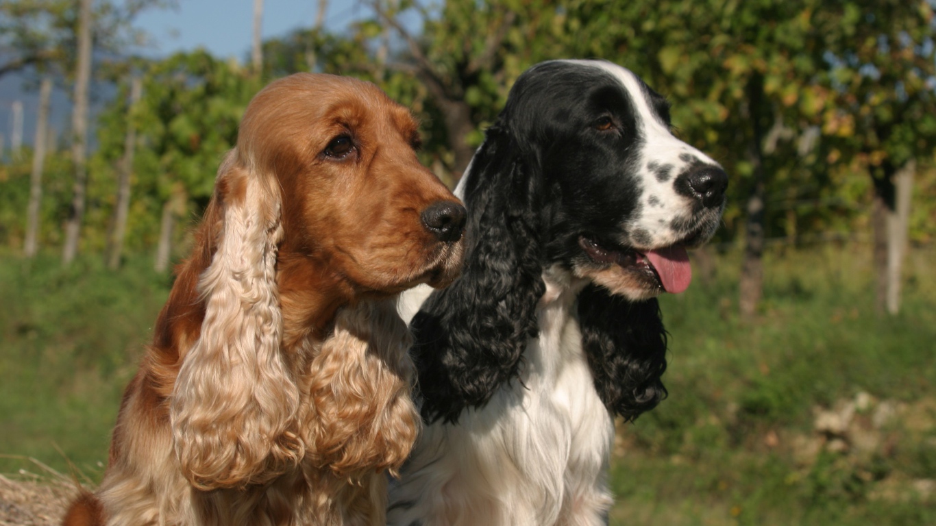 Виды английского кокер спаниеля