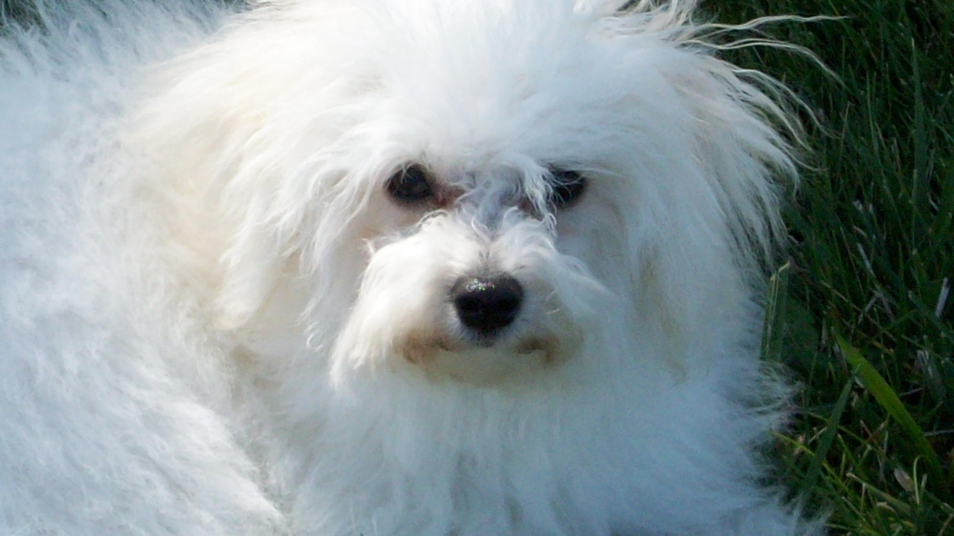 Недружелюбный взгляд болонки