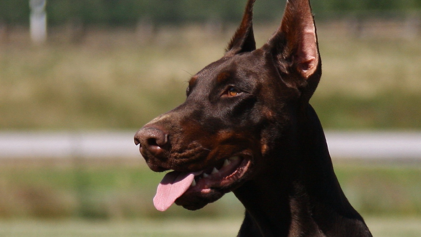 Красивый доберман