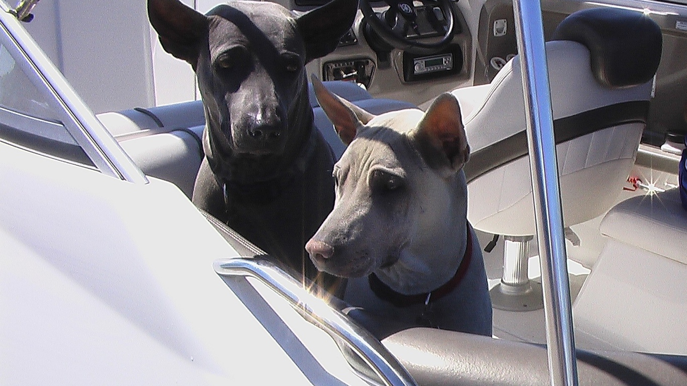 Прогулка тайских риджбеков на катере