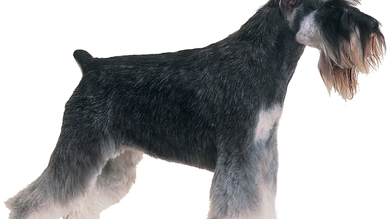 Обои с собакой шнауцером