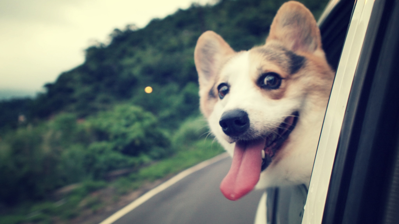 Вельш-корги смотрит в окно