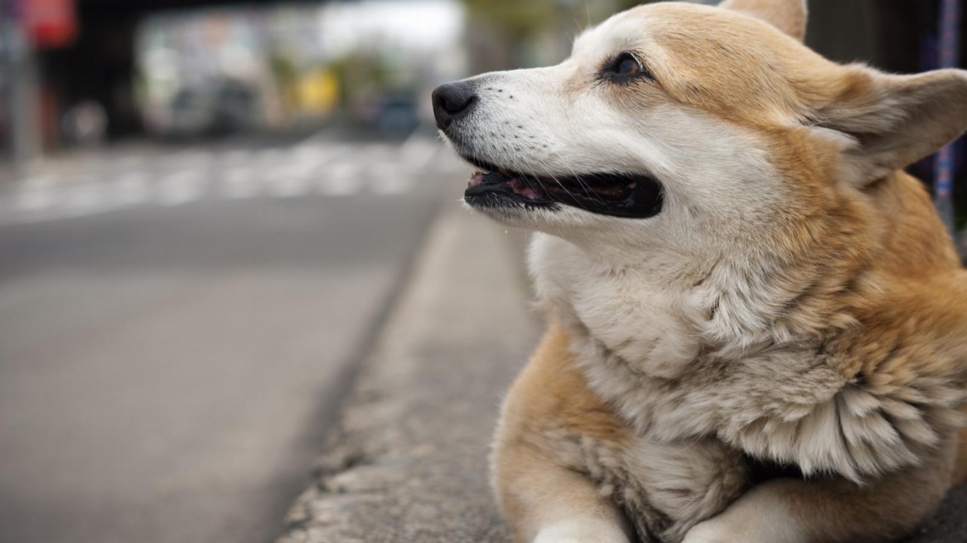 Вельш-корги лежит на улице