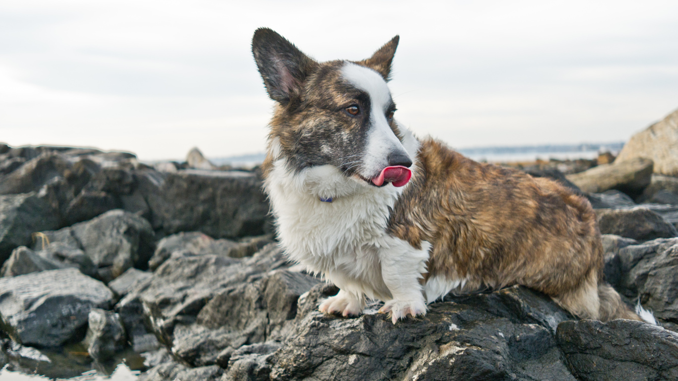 Вельш-корги на скалах