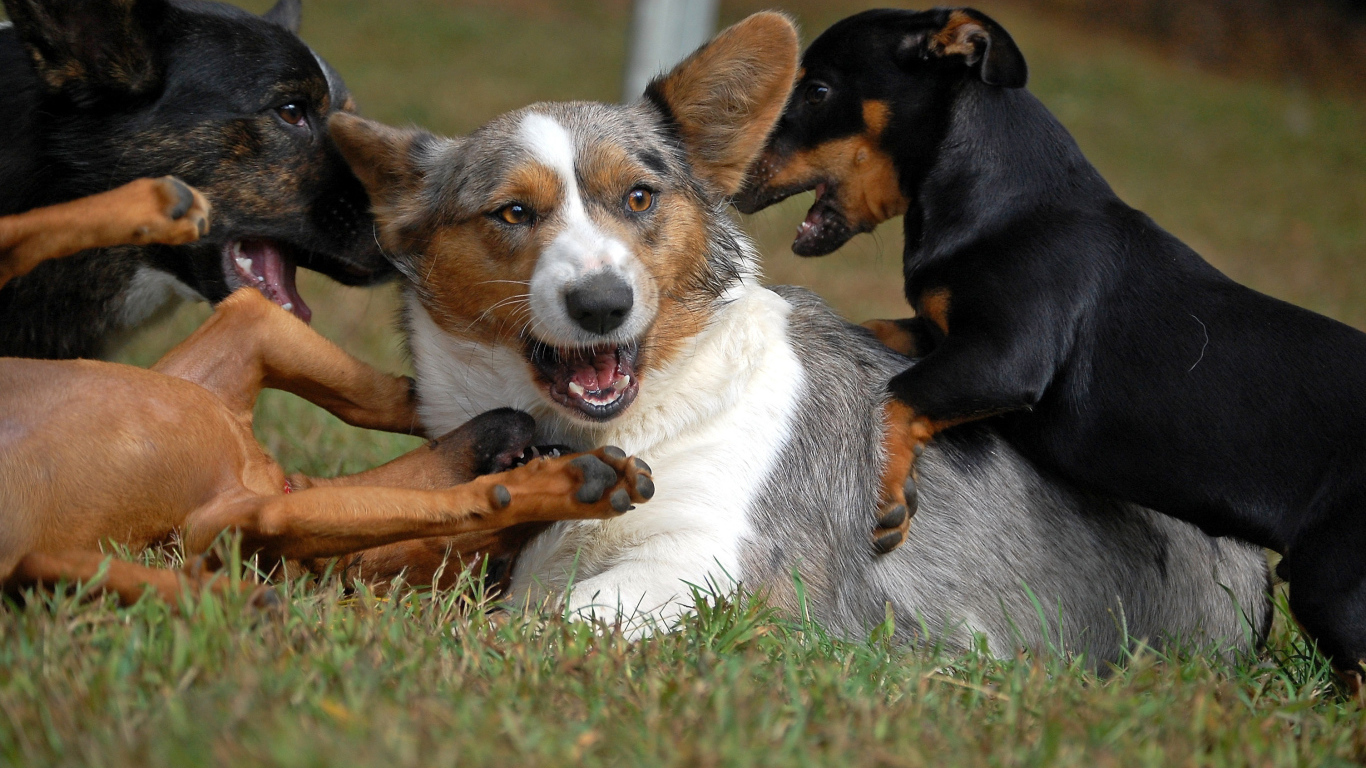 Вельш-корги играет с собаками