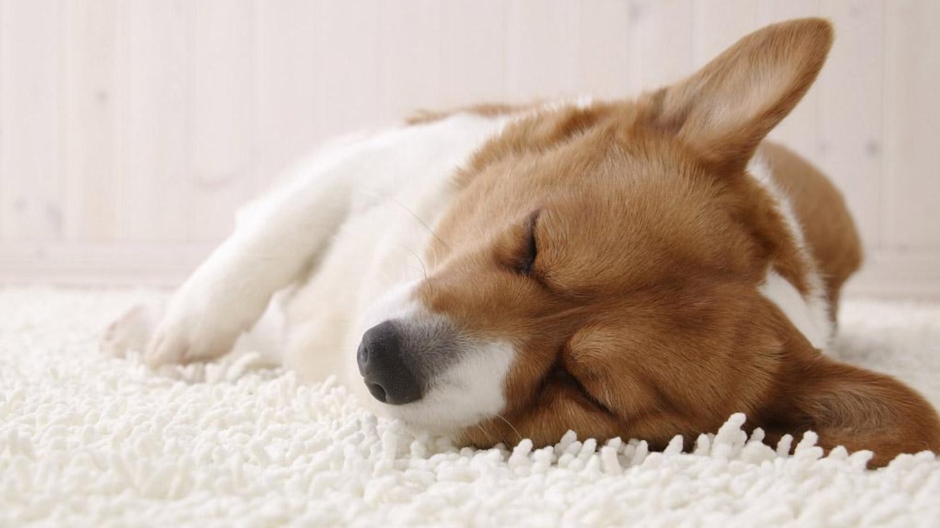 Вельш-корги спит на ковре