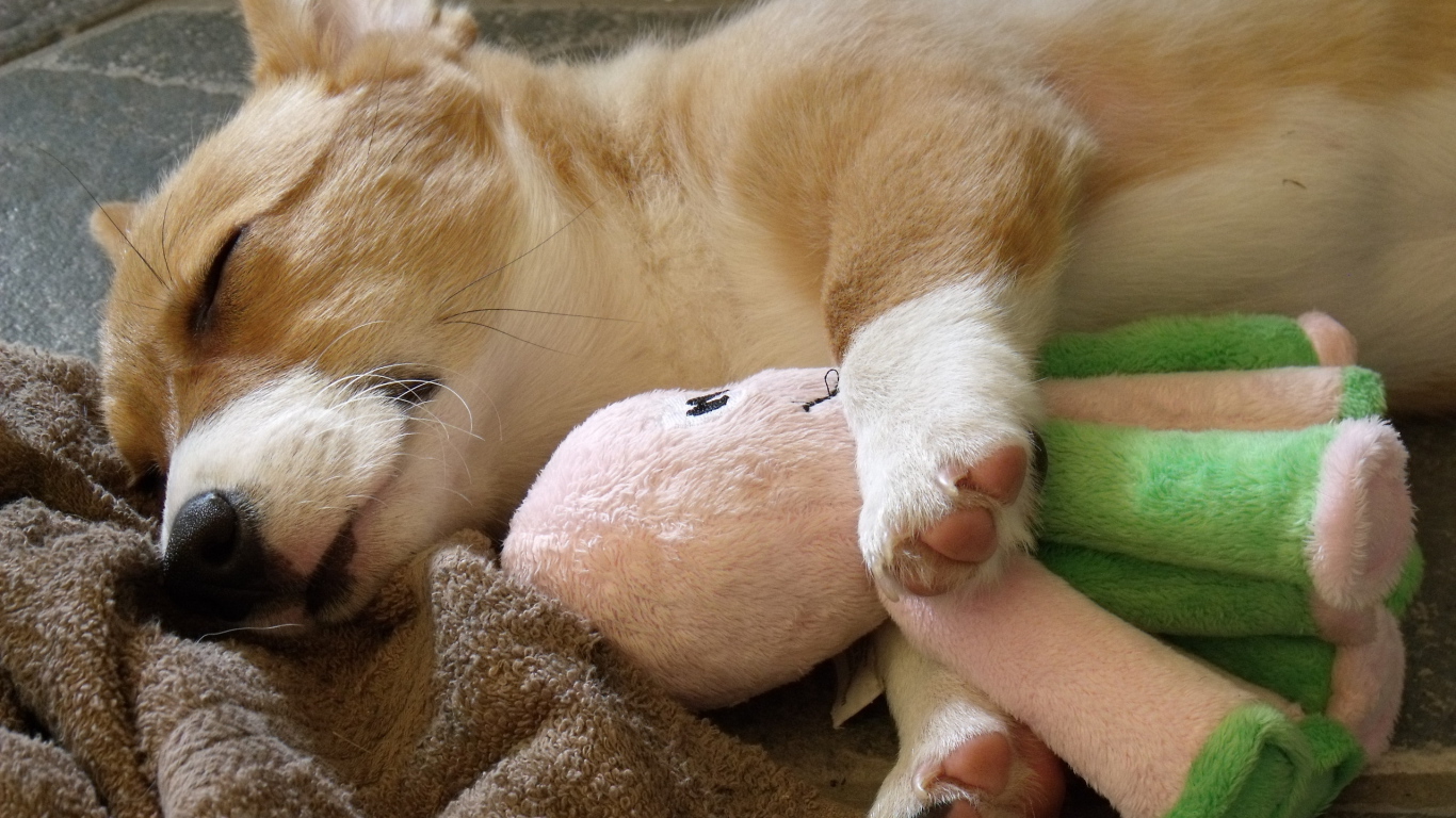 Вельш-корги спит с игрушкой