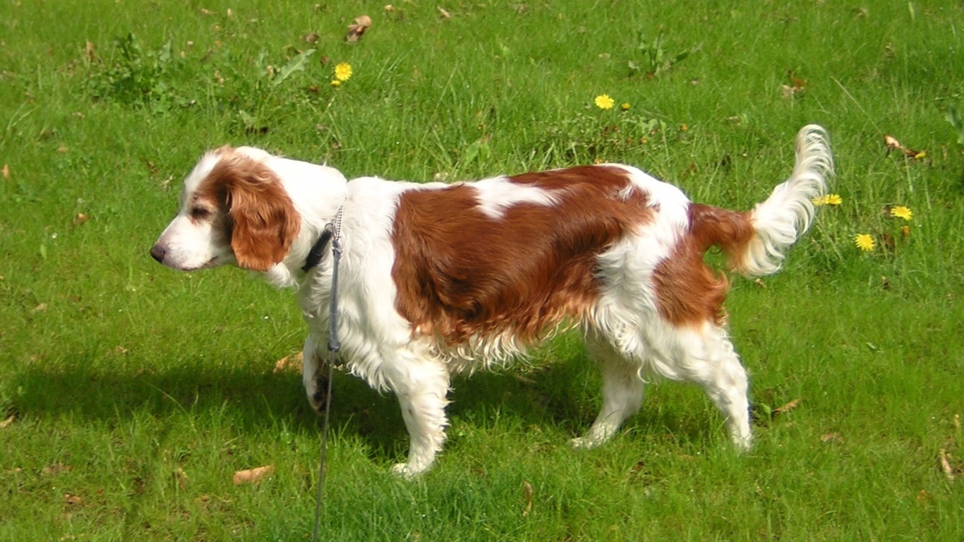 Уэльский гончий спаниель