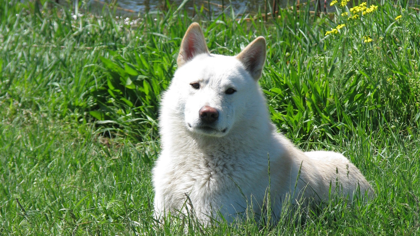 Западно сибирская лайка на траве