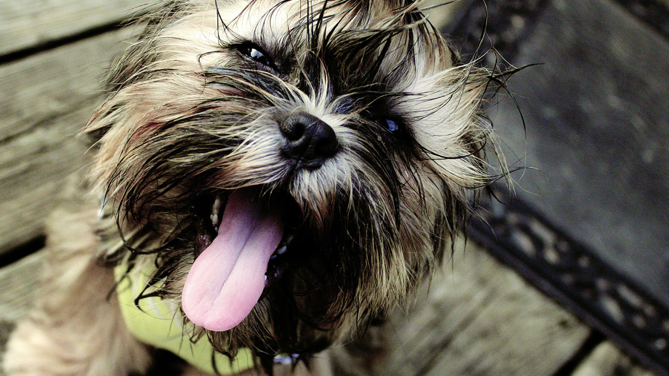 Мокрый пес шитцу