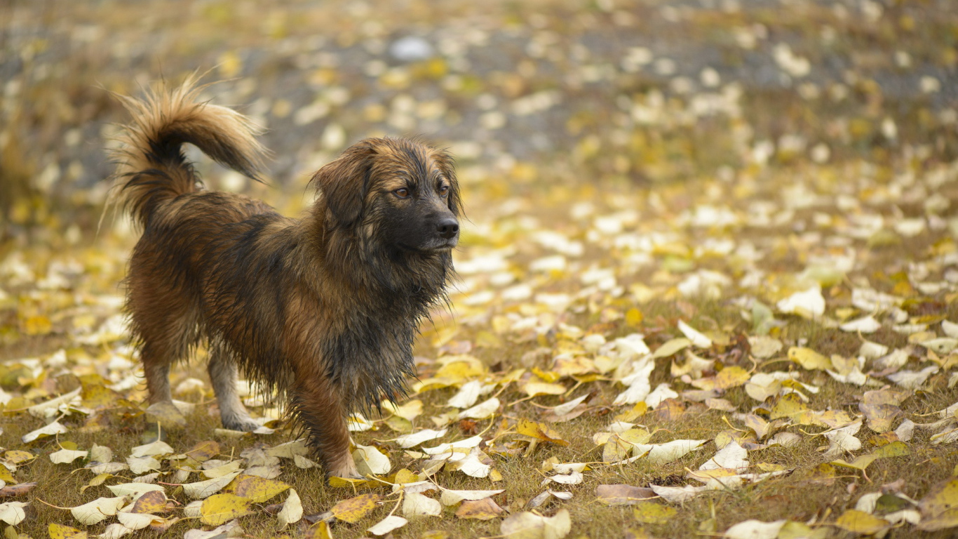 Мокрый лохматый пес