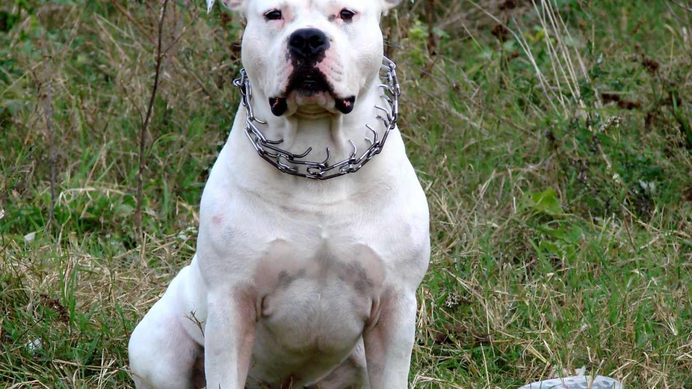 Белый американский стаффордширский терьер