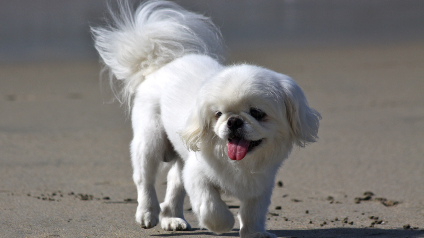 Белый пекинес на пляже