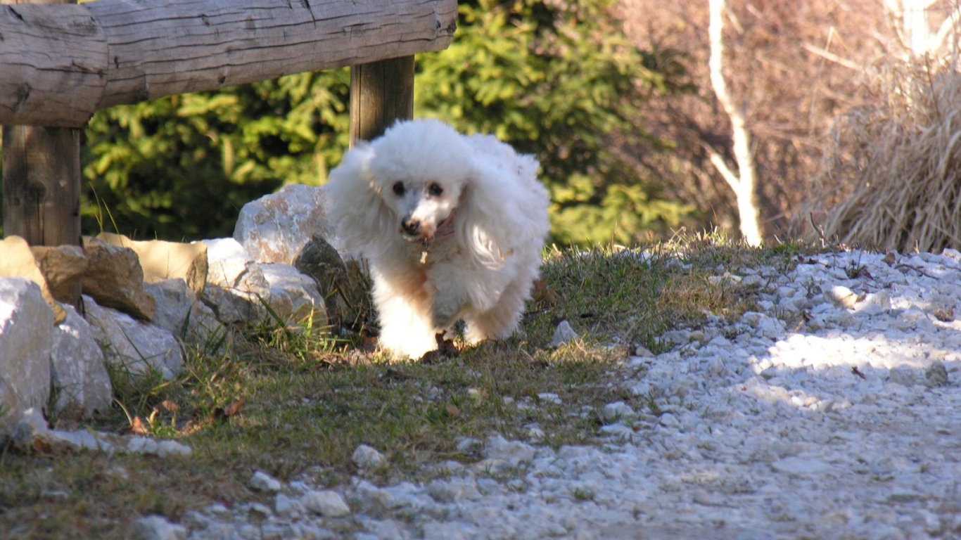 Белый пудель у забора