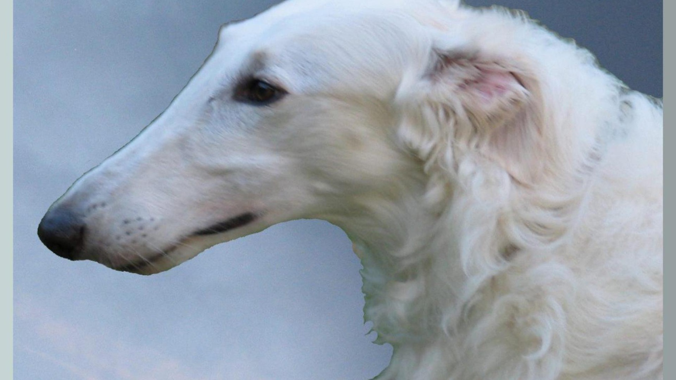 Белая русская борзая собака