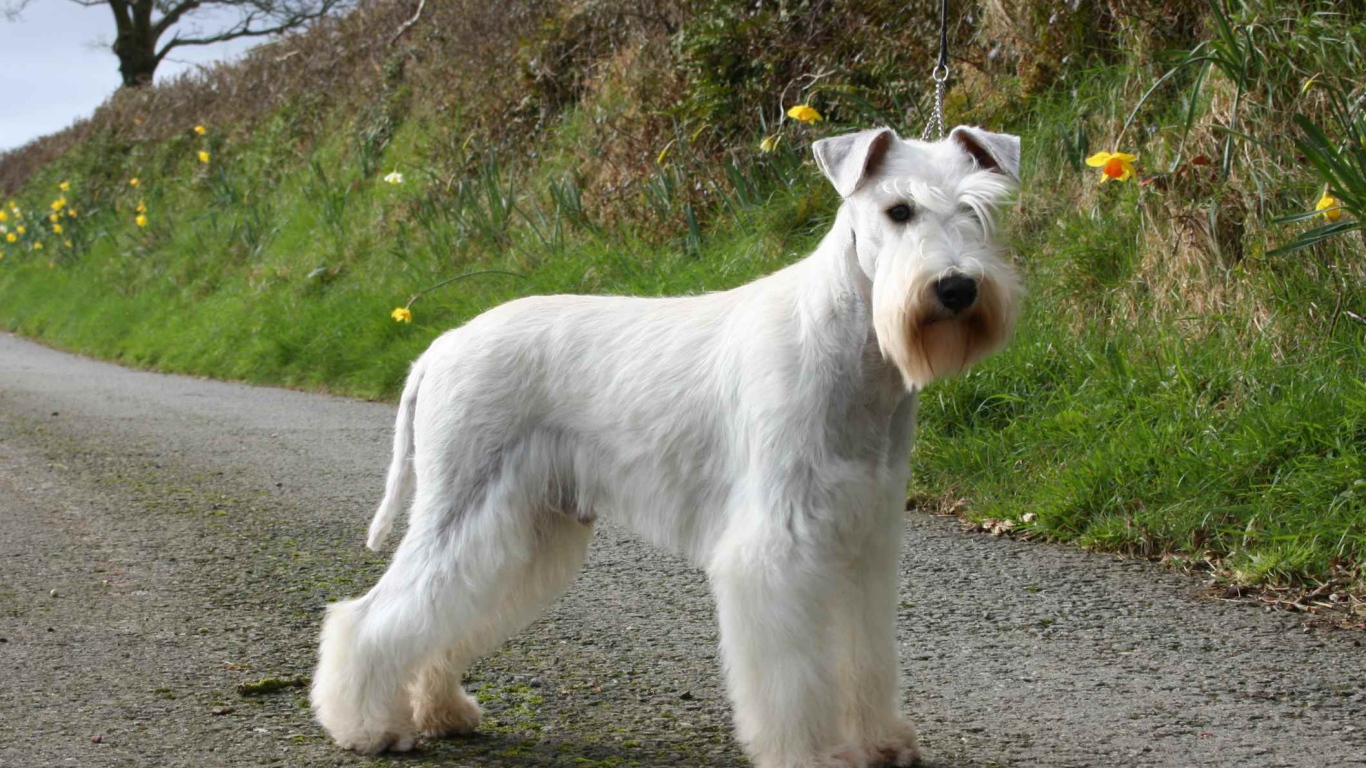 Белый шнауцер на тропе