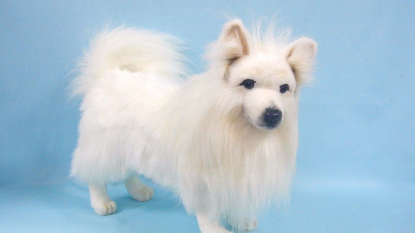 Белый шпиц на голубом фоне