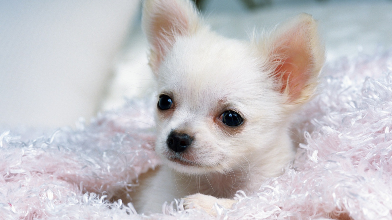 Щенок белой чихуахуа