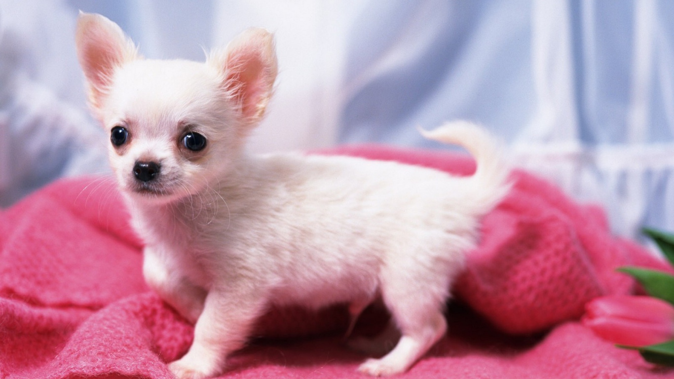 Щенок белой чихуахуа на подстилке