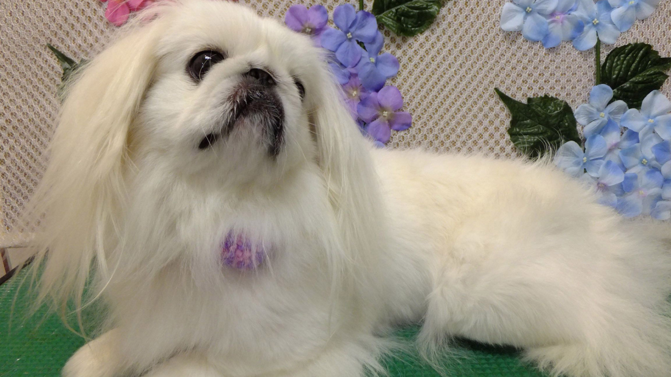 Белый причесанный пекинес