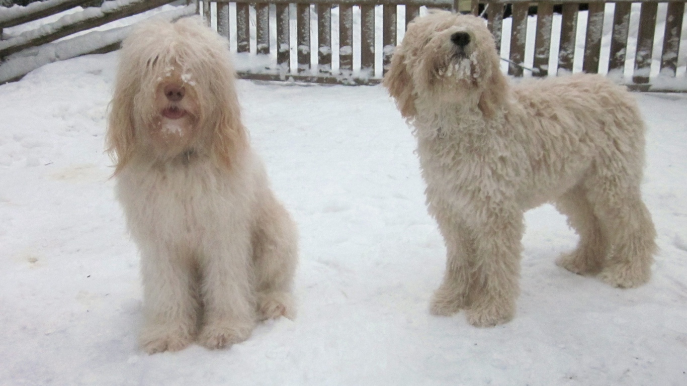 Белые собаки барбет