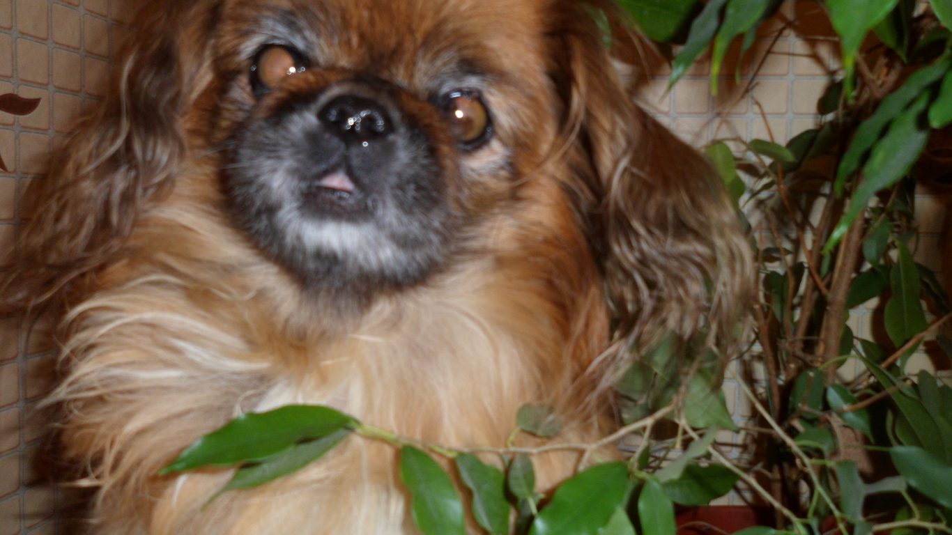 Безумный взгляд пекинеса