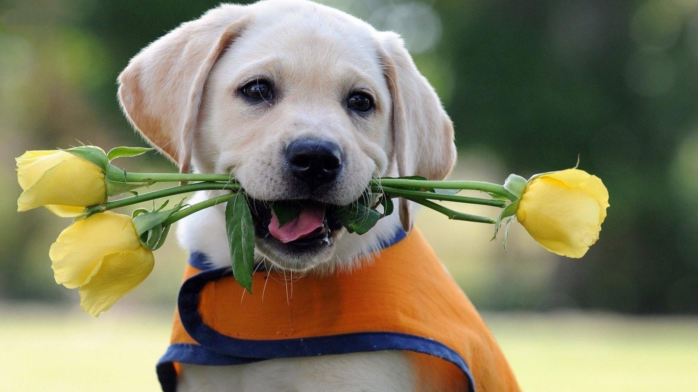 Щенок дарит жёлтые розы