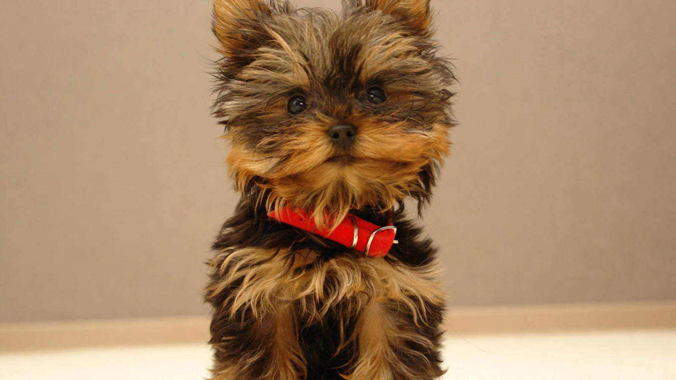 Щенок йоркширского терьера