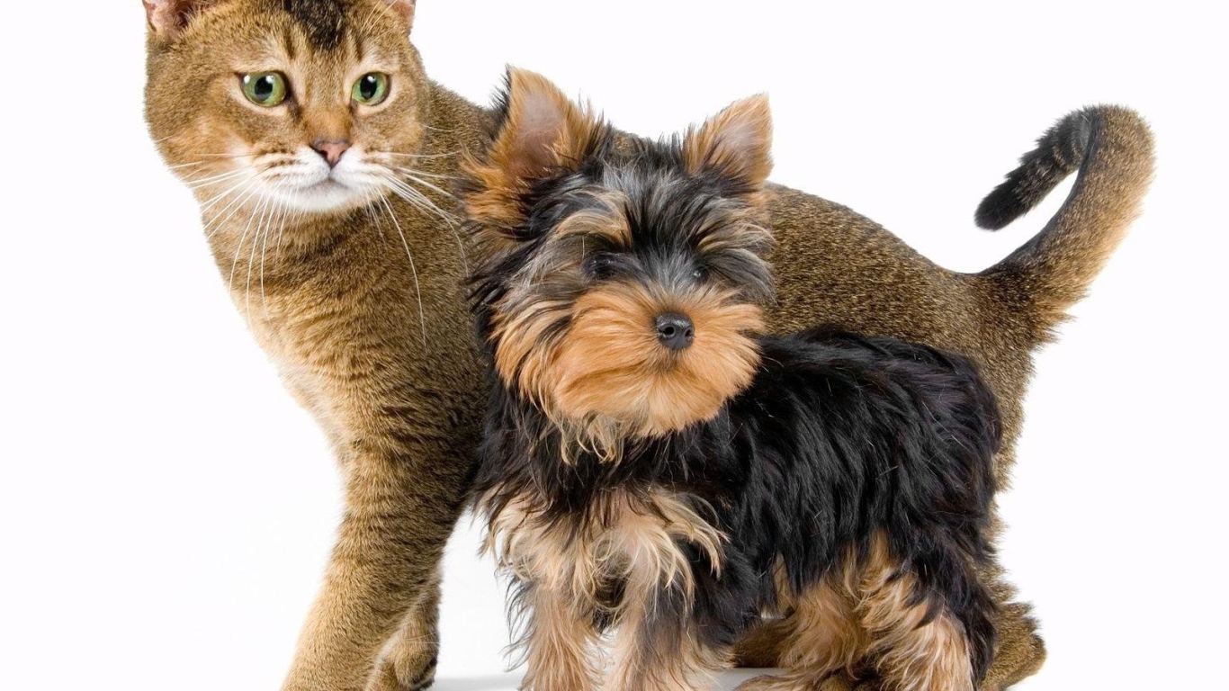 Йоркширский терьер рядом с котом