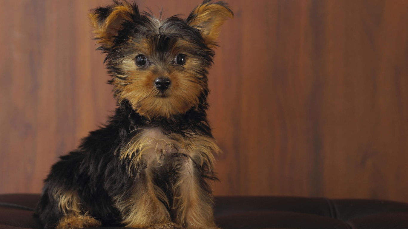 Йоркширский терьер позирует