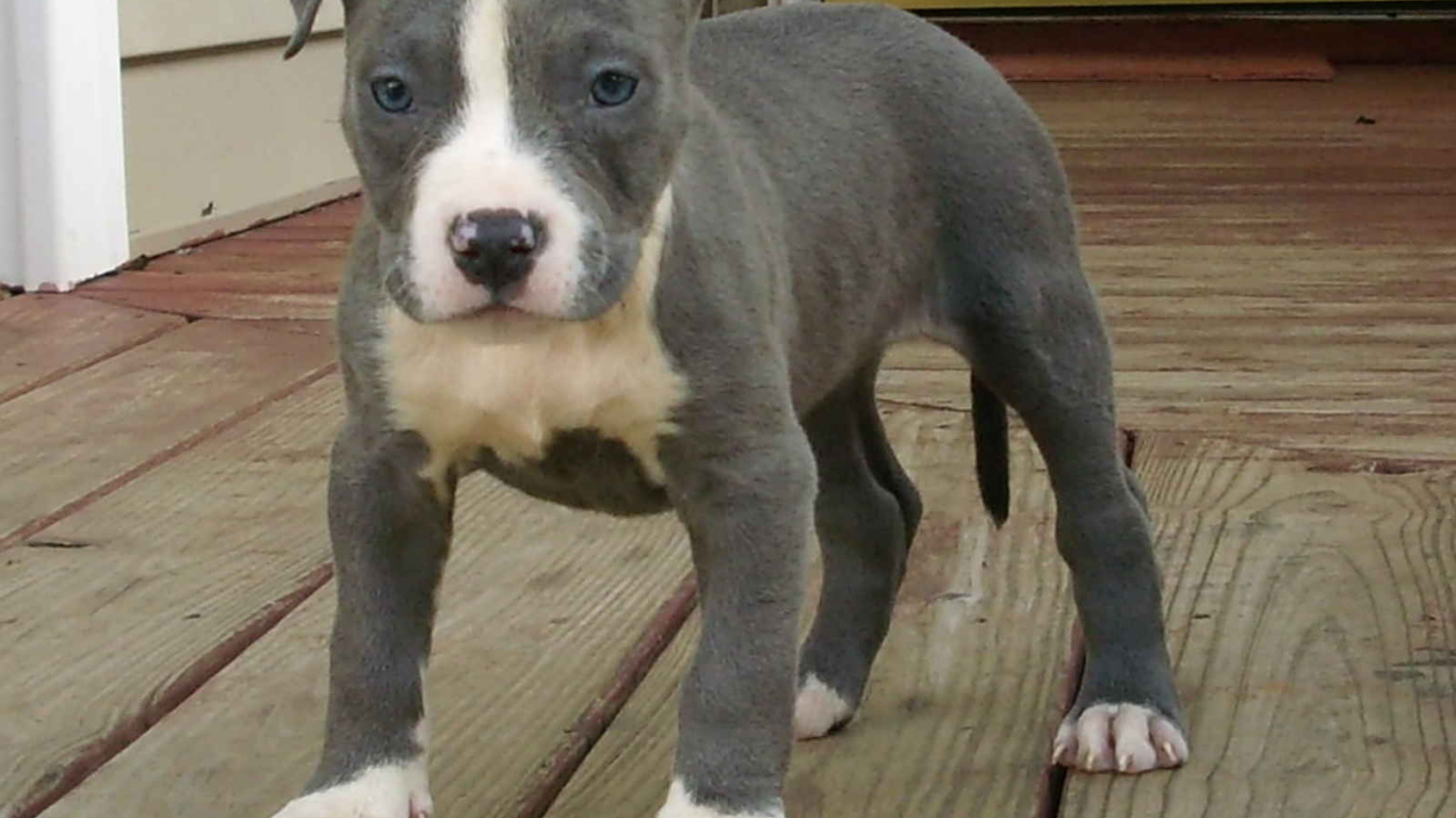 Молодой американский стаффордширский терьер