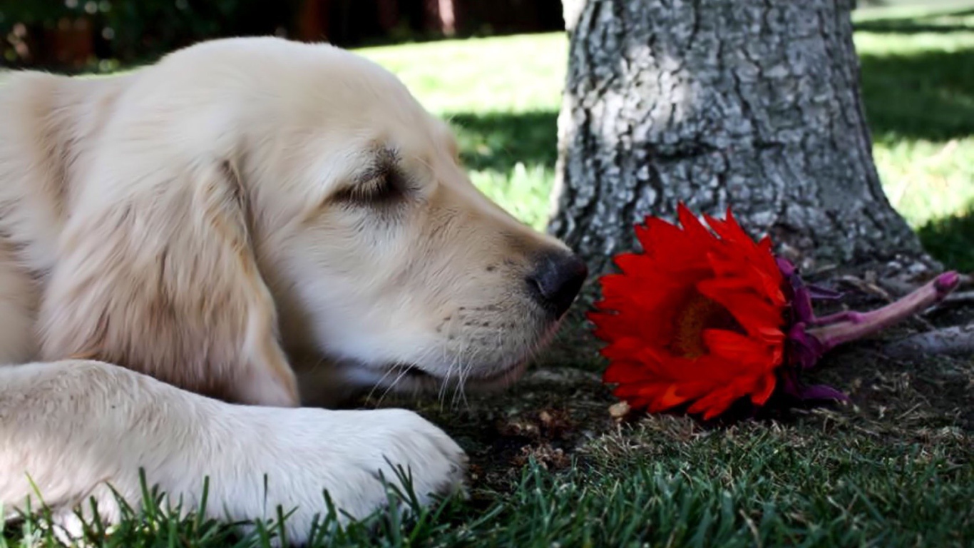 Собака нюхает цветок