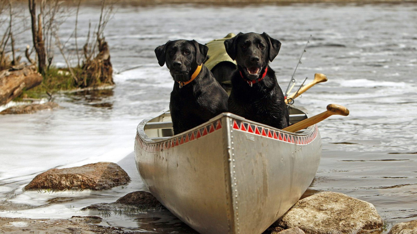 Черные собаки в лодке