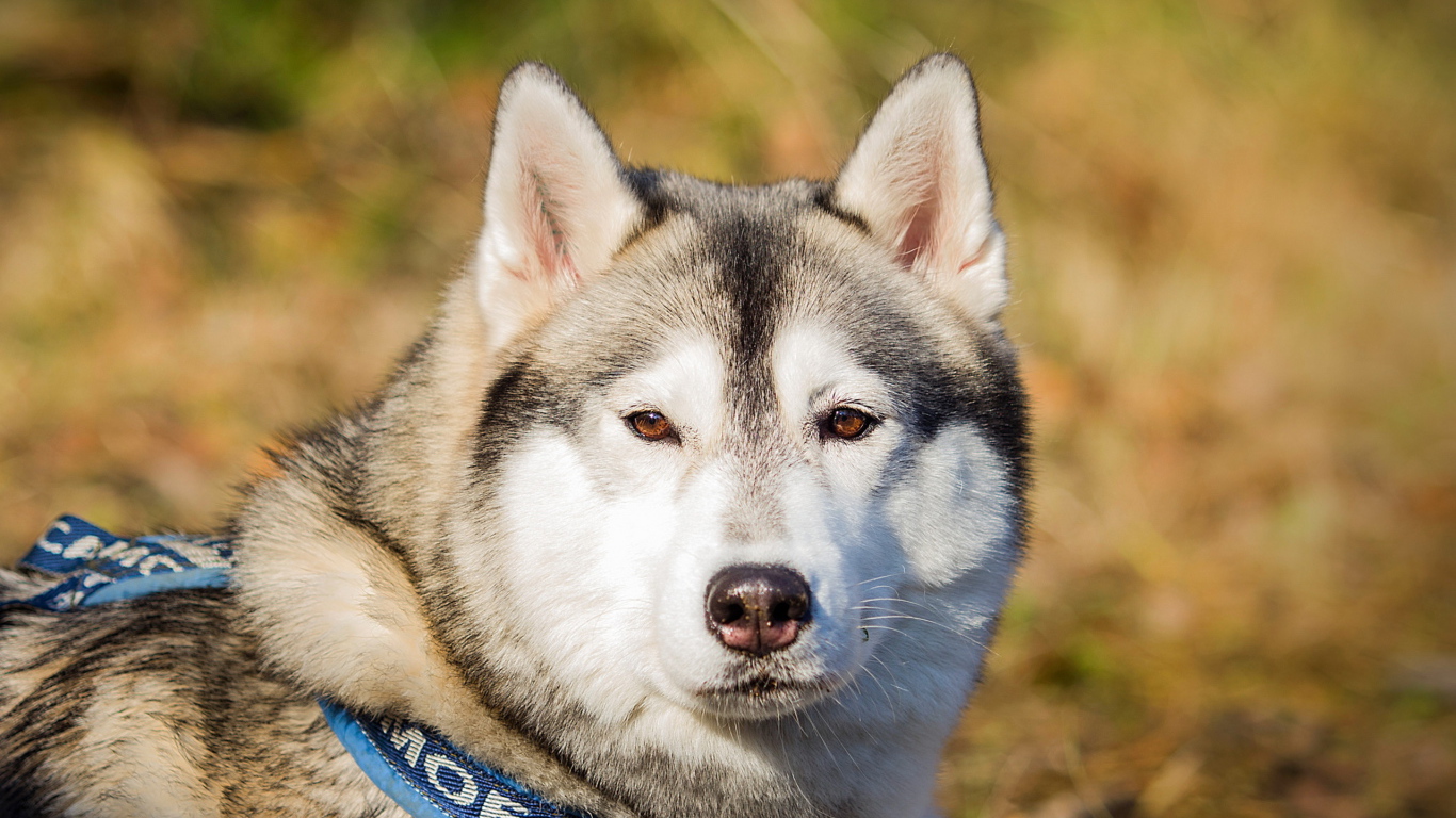 Собака маламут