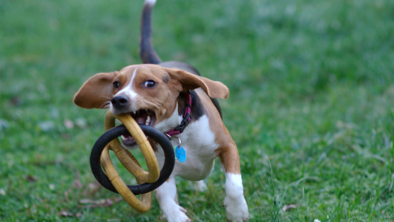 Собака бежит с игрушкой