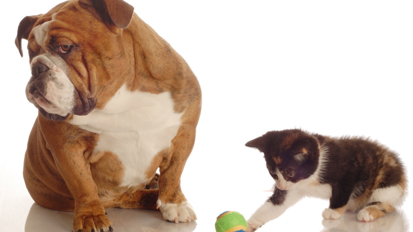 Котенок и собака