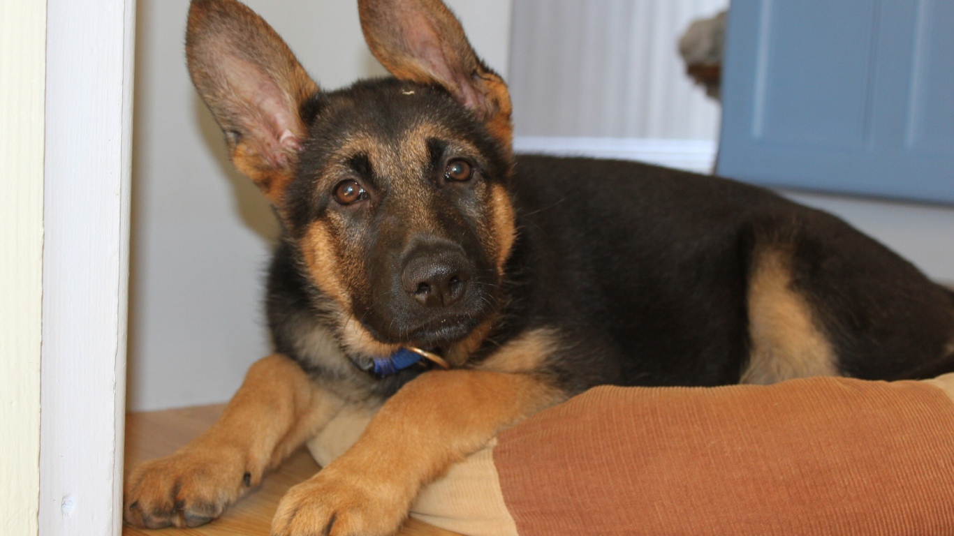 Щенок Немецкой овчарки