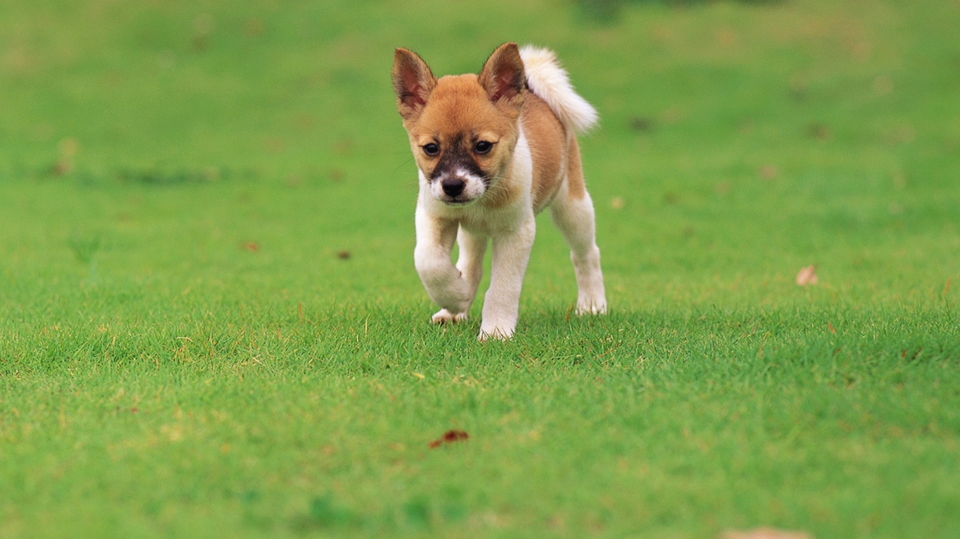 	   Puppy runs across the grass