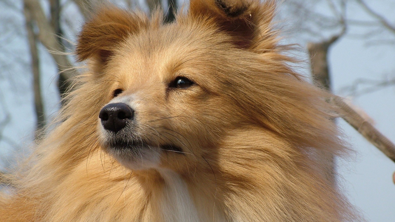 Рыжая лохматая собака