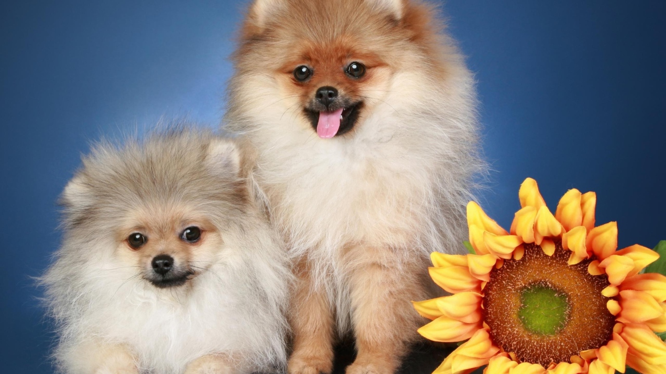Две пушистые собаки